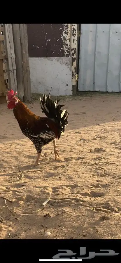 ديك مكنتوش عربي 0
