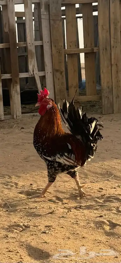ديك مكنتوش عربي 1