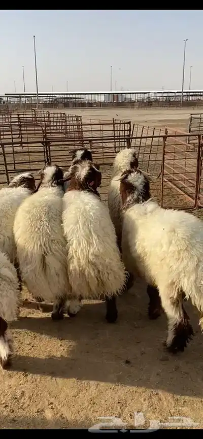 جذعان نعيم بلدي فل الفل ظهروطرف وشعره عمارها حول 10 شهور 5