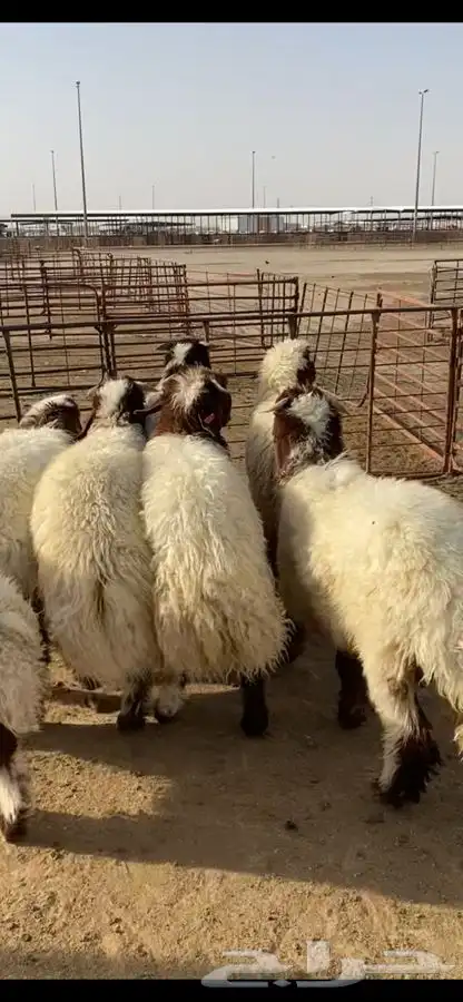 جذعان نعيم بلدي فل الفل ظهروطرف وشعره عمارها حول 10 شهور 5