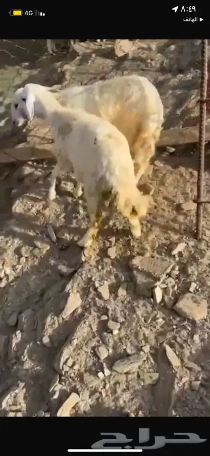 رخال ذبايح فل شحم 1