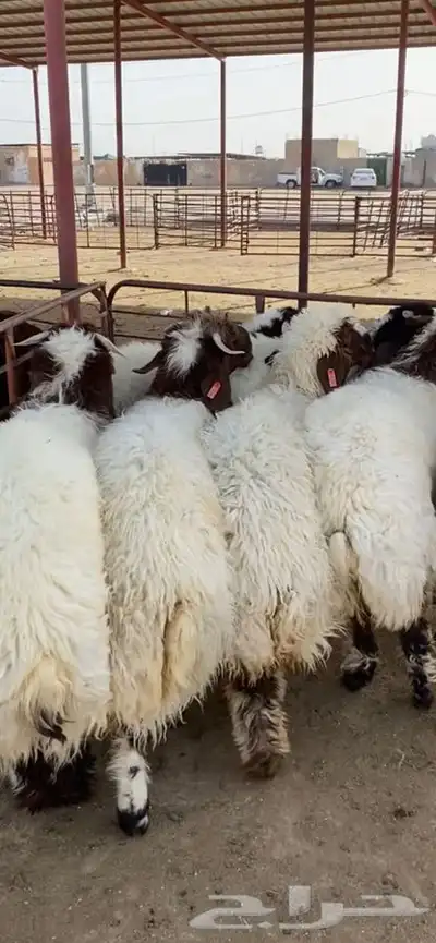 جذعان نعيم بلدي فل الفل ظهروطرف وشعره عمارها حول 10 شهور 2