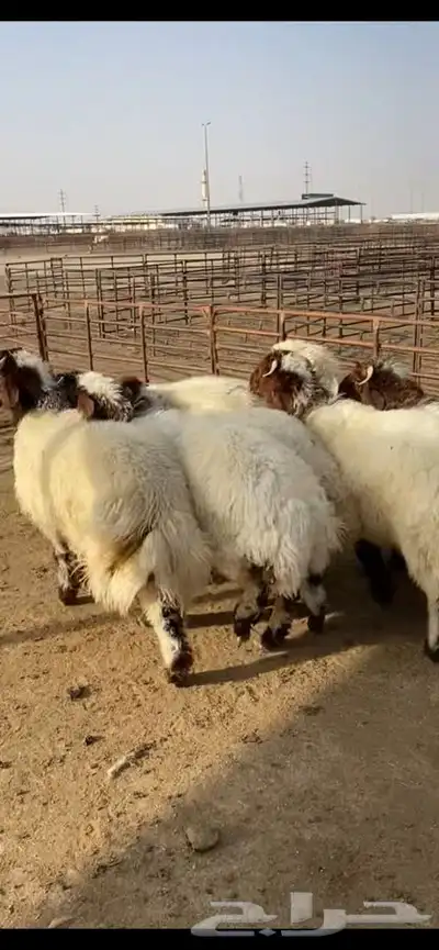 جذعان نعيم بلدي فل الفل ظهروطرف وشعره عمارها حول 10 شهور 8