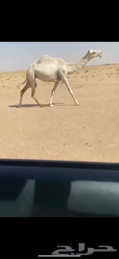 لقحه كفوو 0