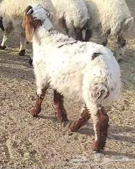 هرافي 48