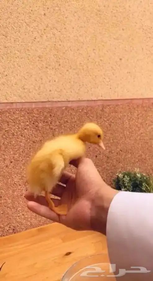صغير البط 3