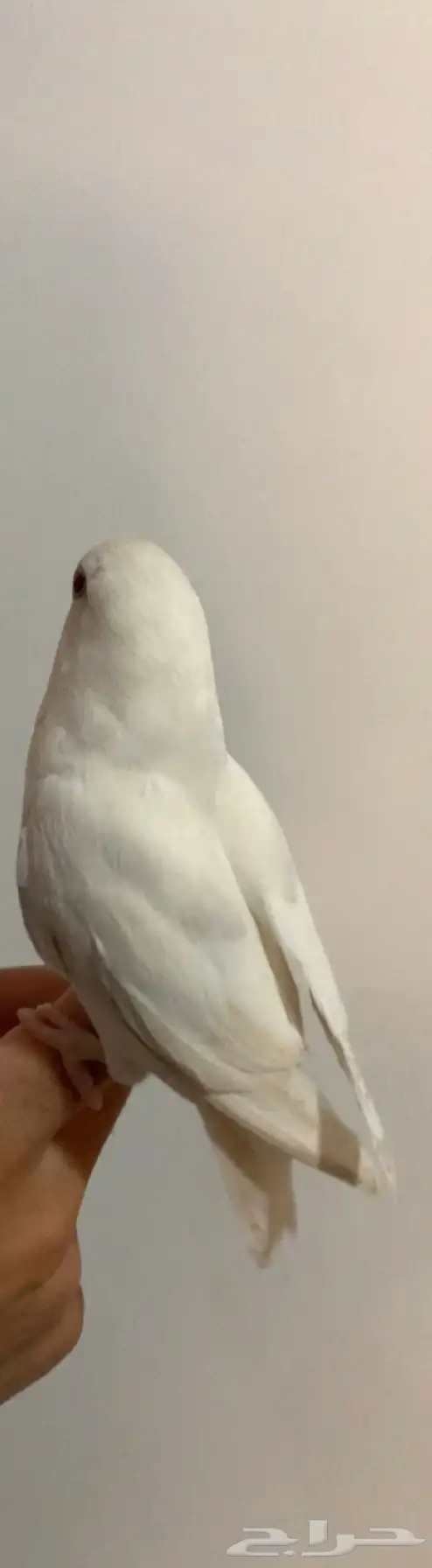 3 روز البينو عيون حمر 1