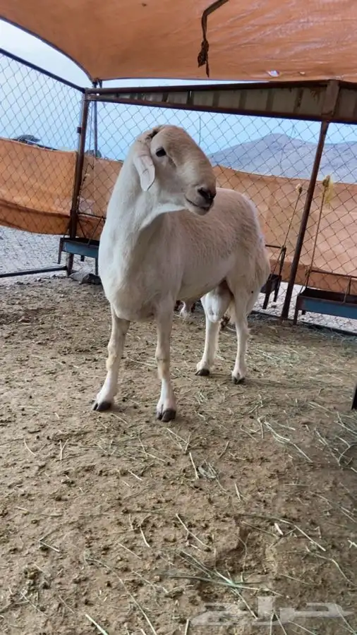 فحال ثاني مشروط 0