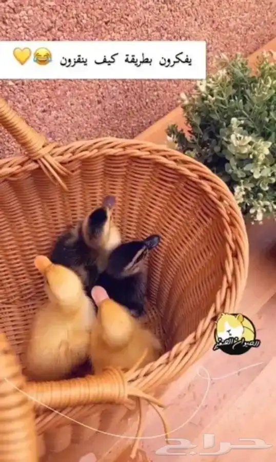 صغير البط 1