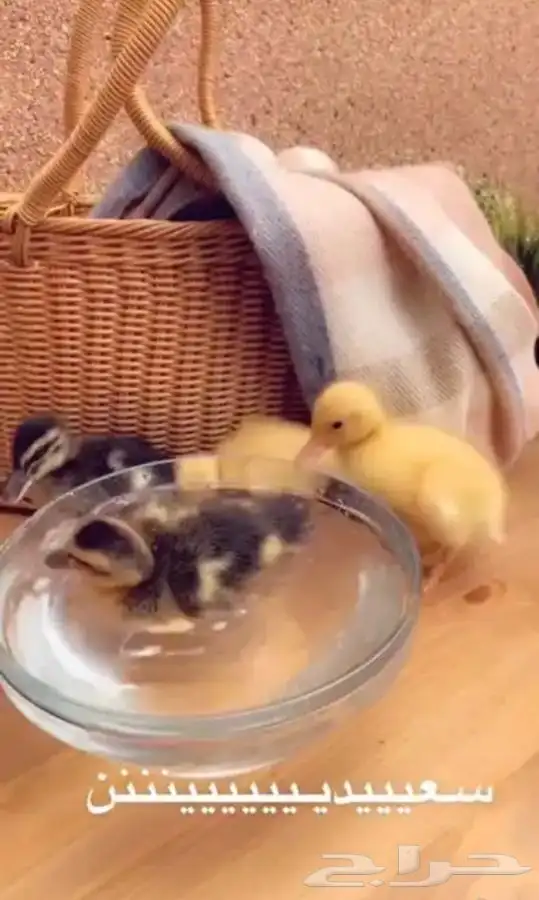صغير البط 2