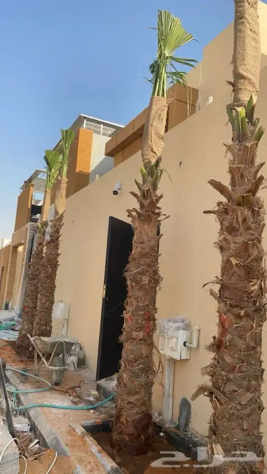 نخيل واشنطوني زينة امريكي 4