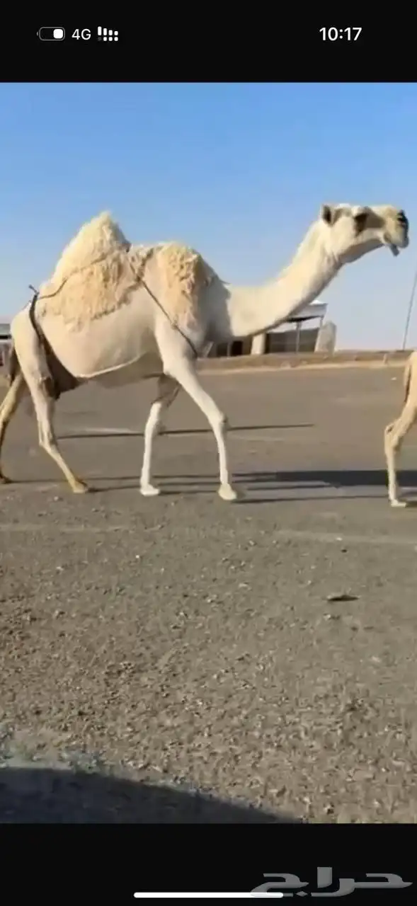 خلفه كفو تحتها قعود 4
