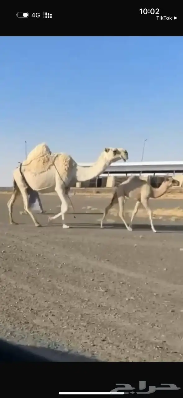 خلفه كفو تحتها قعود 0
