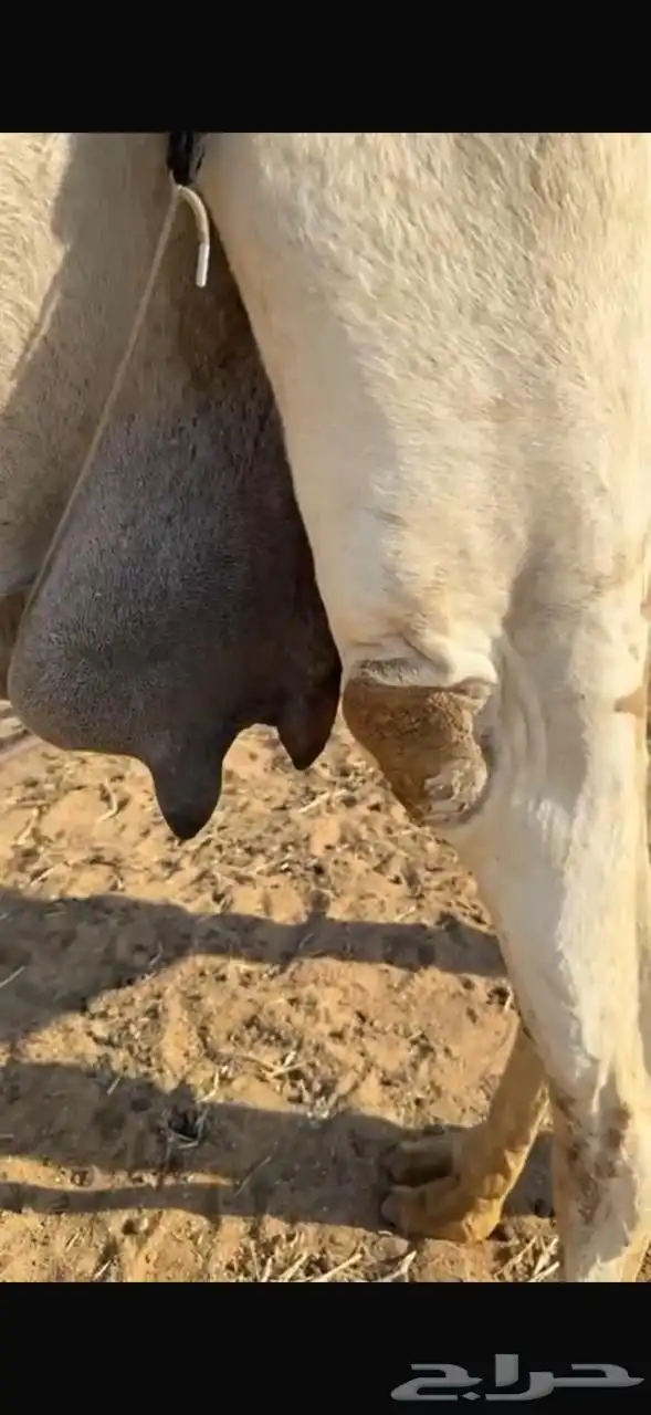 خلفه كفو تحتها قعود 1