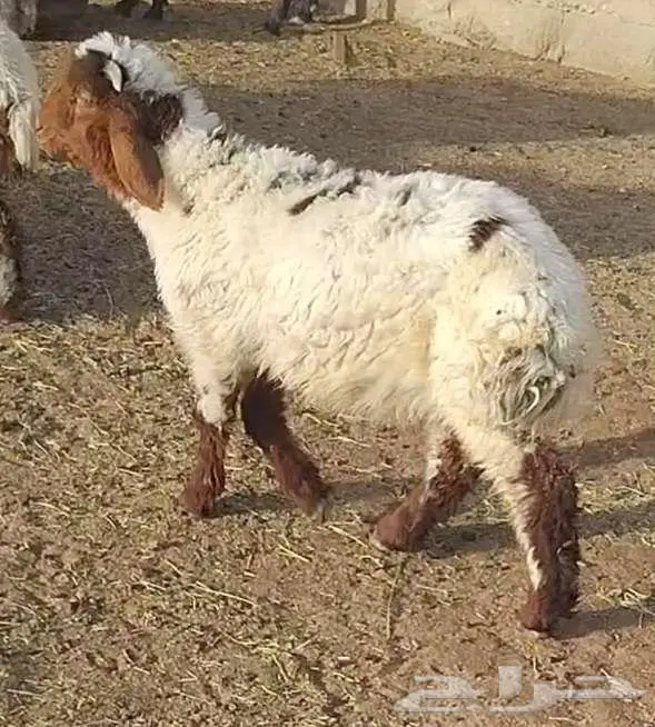 هرافي 32