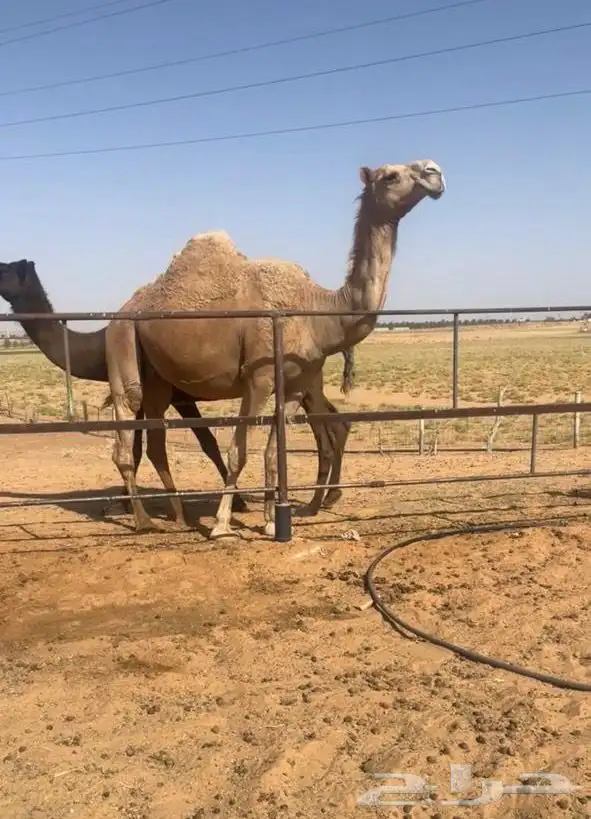 للبيع اللقحه الكفو 0