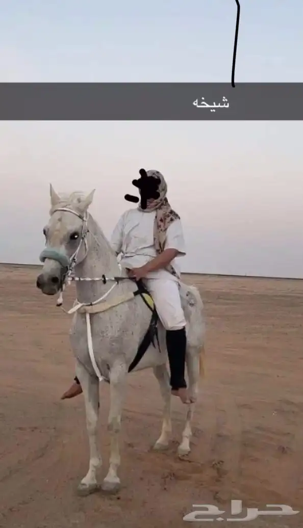 فرس شعبيه 4