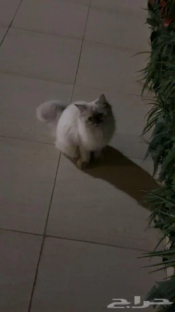 بريده القصيم 0