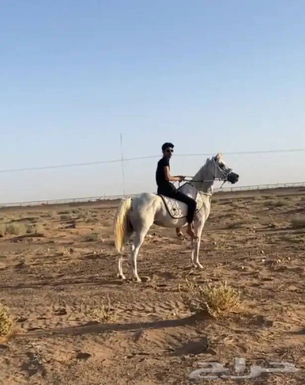 فرس شعبيه 0