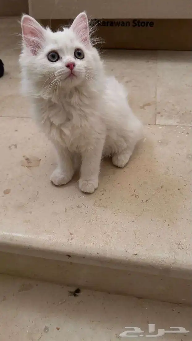 قط للبيع 4