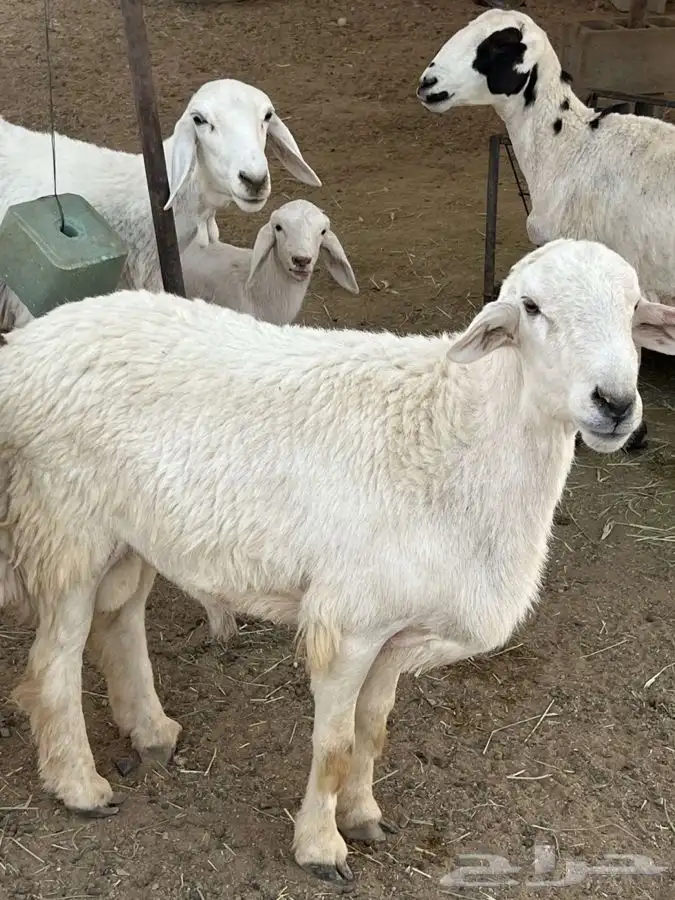 طلي فحل مشروط 1