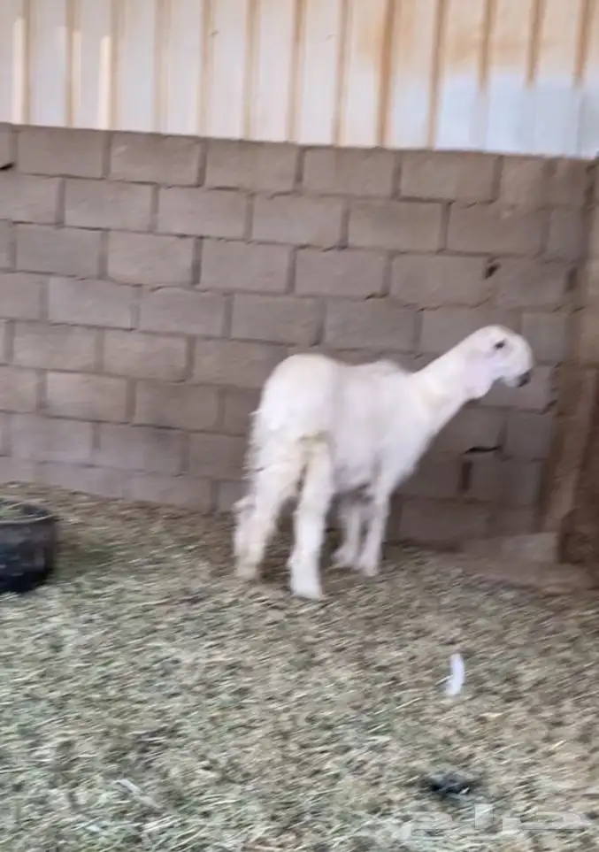 رخل عيسيه خصم الخصم تم البيع 0