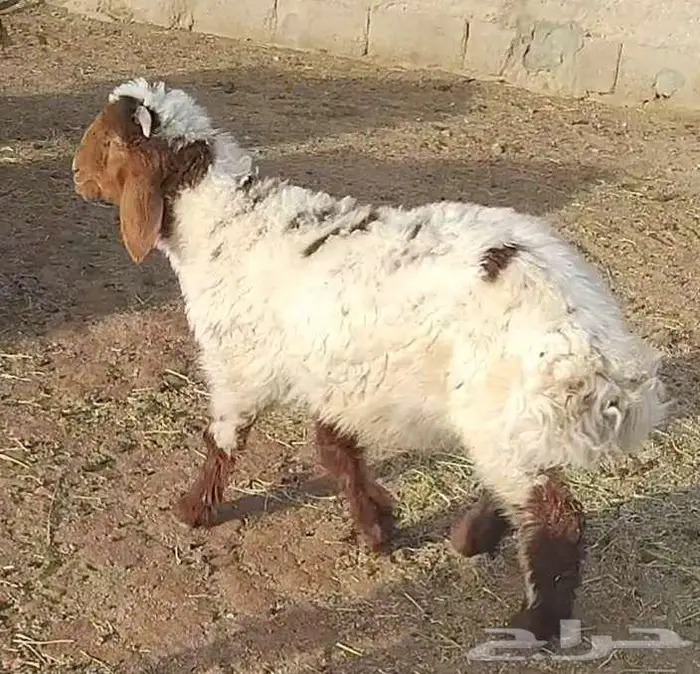 هرافي 42