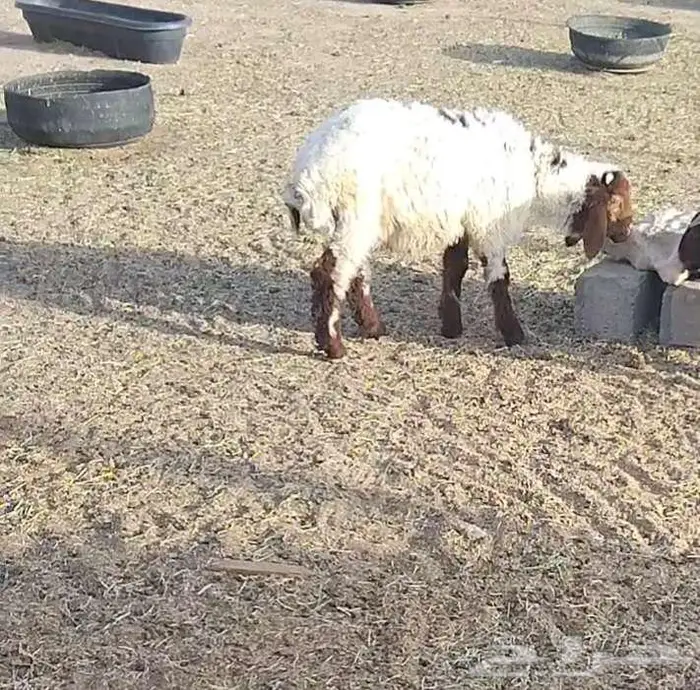 هرافي 41