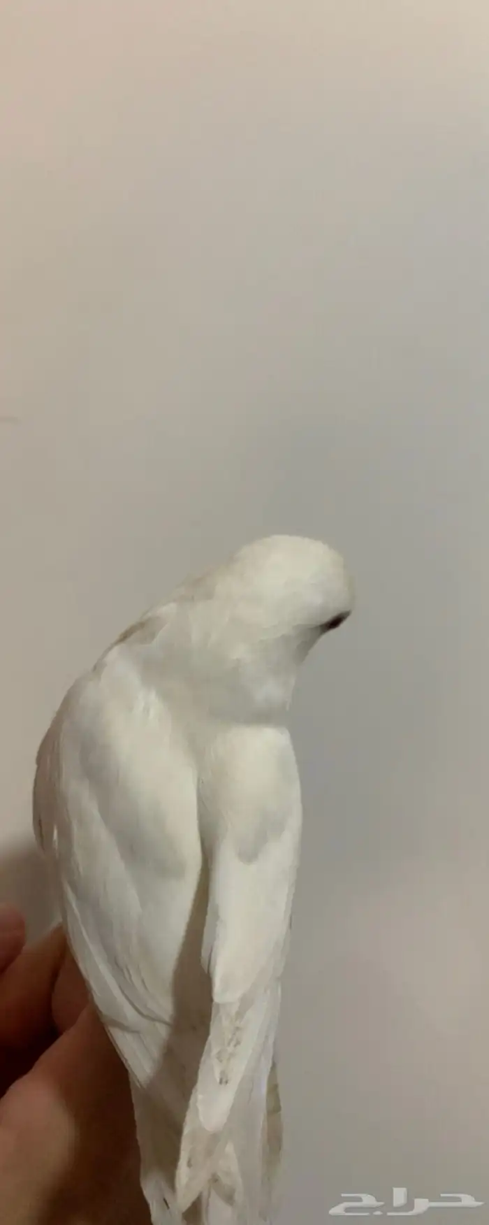 3 روز البينو عيون حمر 0