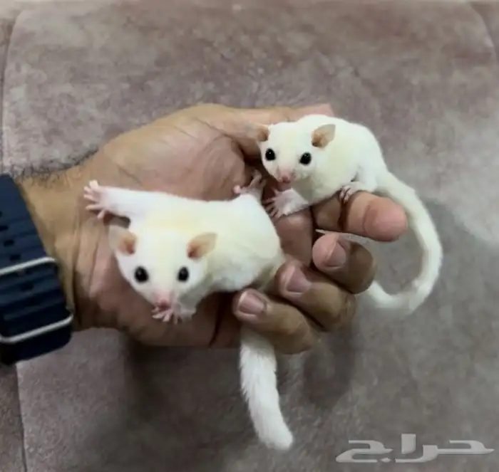 شوقر قلايد .. السنجاب الطائر 0