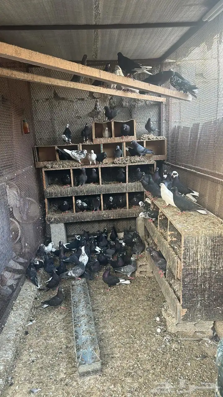 حمام قطايف 0