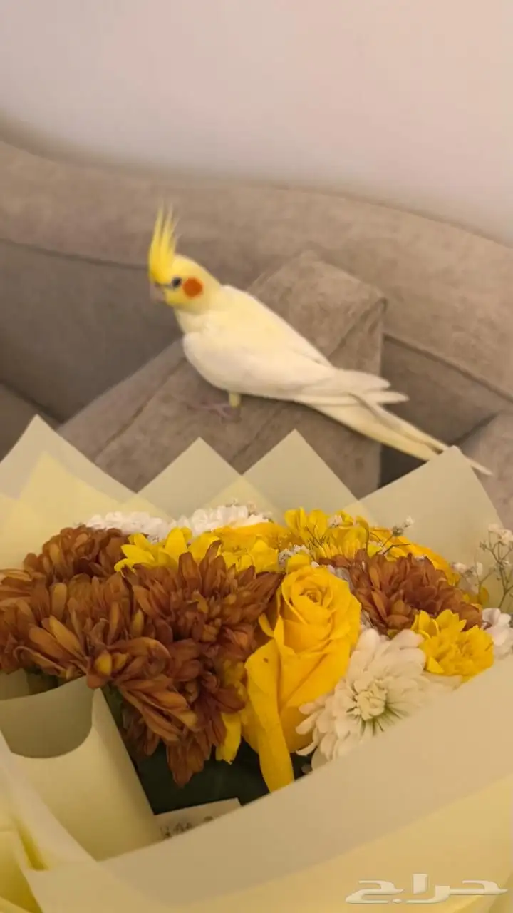 كروان لاتينو 3