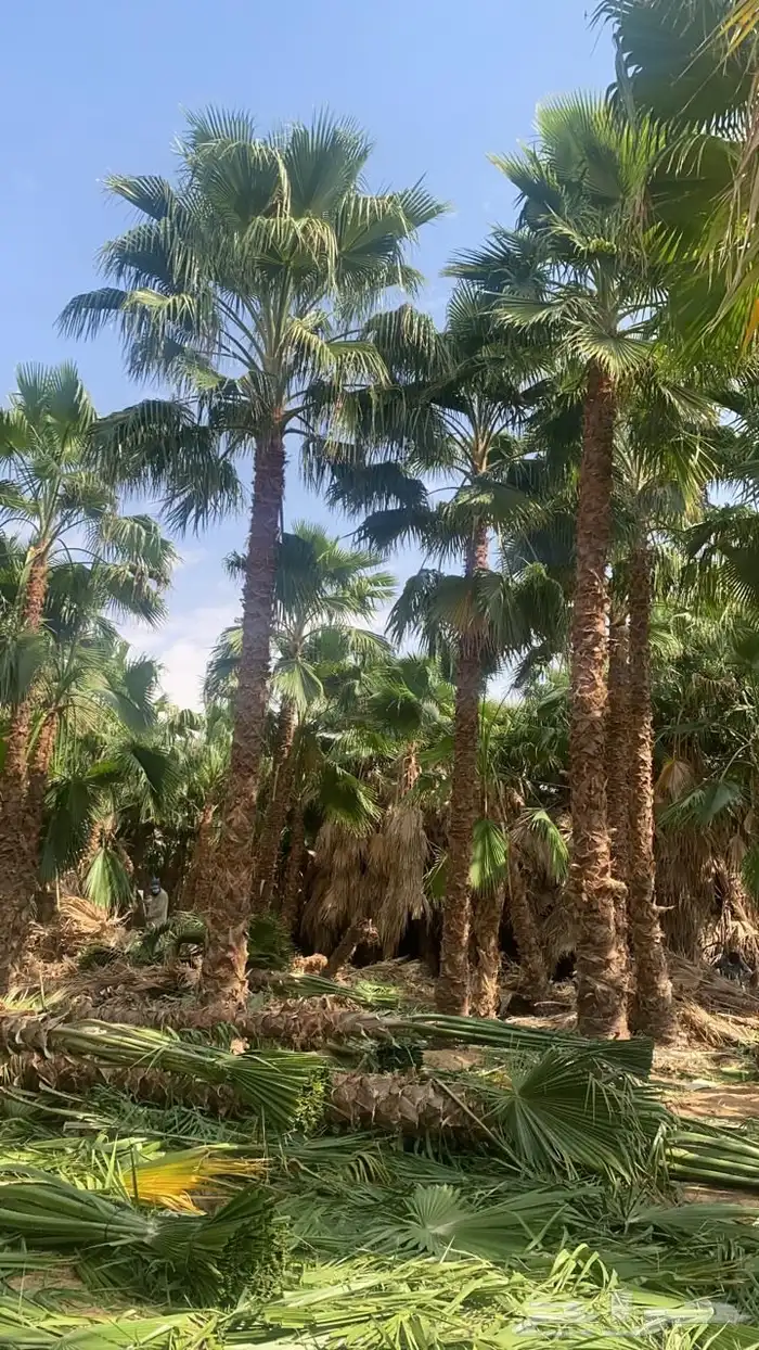 نخيل واشنطوني زينة امريكي 0