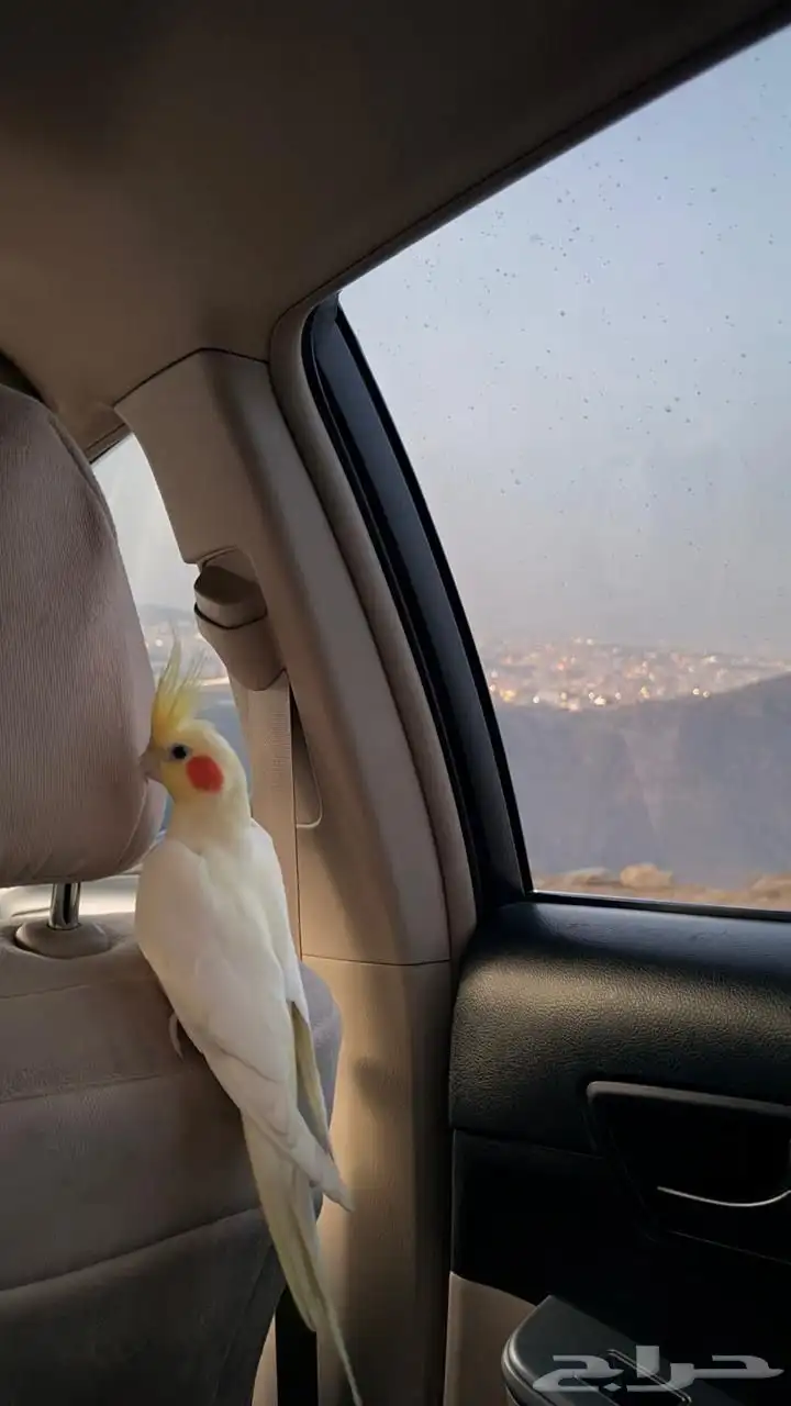كروان لاتينو 1