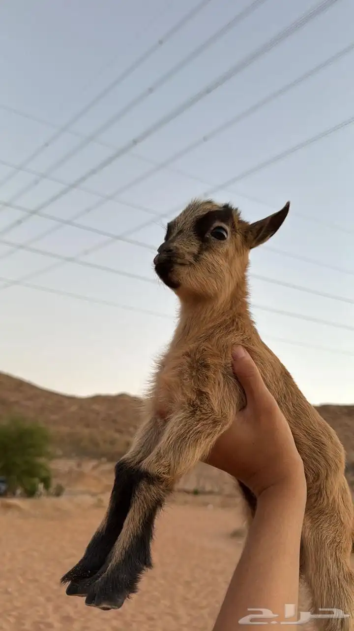 ماعز 0