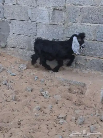تيس لباني شحم ولحم 1