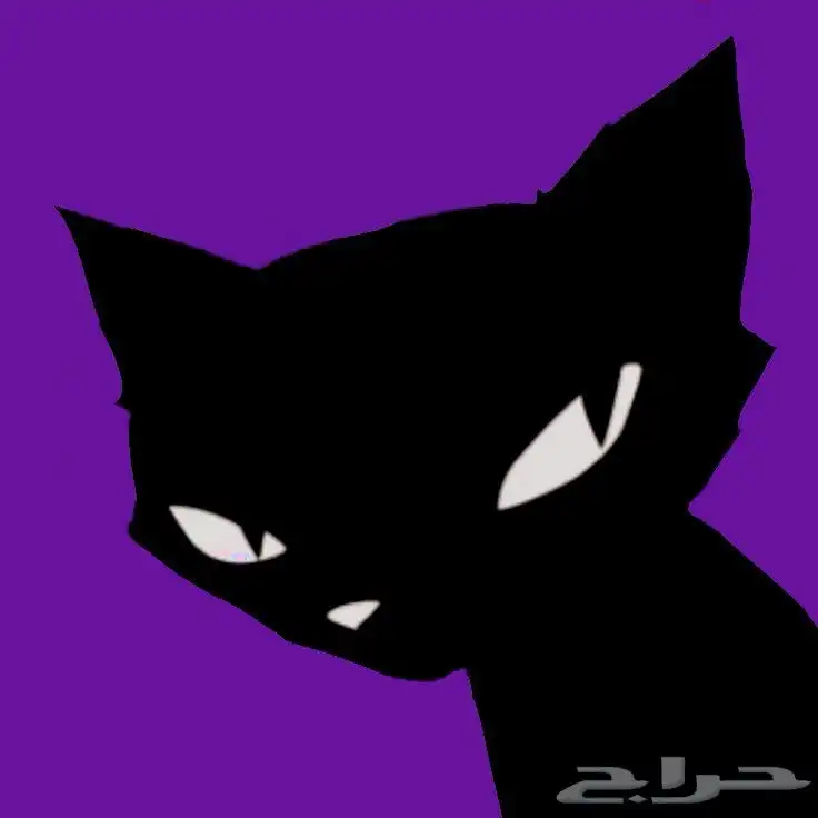 قطه كيتن للبيع 0