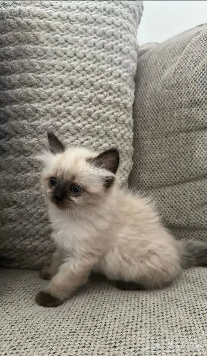 2 قطط هملايا 1