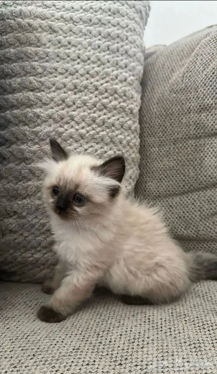 2 قطط هملايا 1
