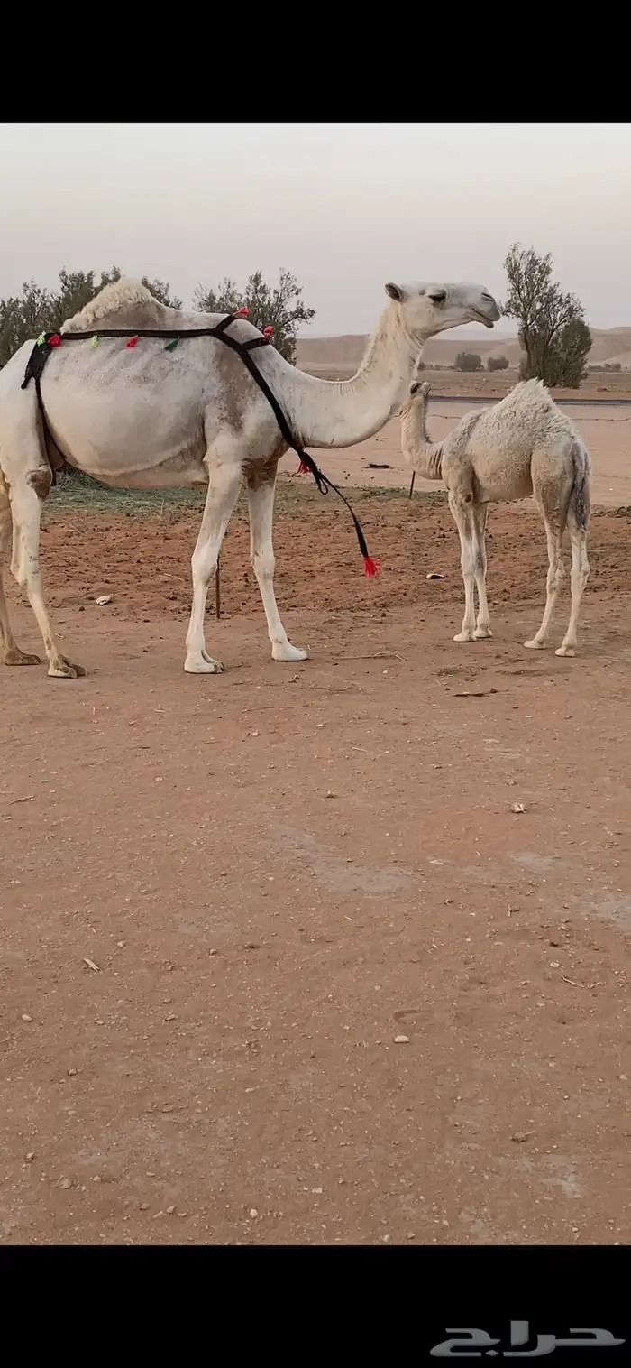 ناقة طيبة السن سدياس تحتها بكرة كفوا 5