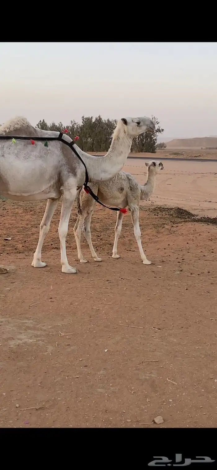 ناقة طيبة السن سدياس تحتها بكرة كفوا 2