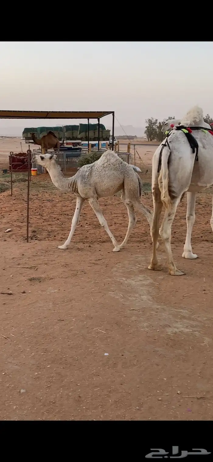 ناقة طيبة السن سدياس تحتها بكرة كفوا 1