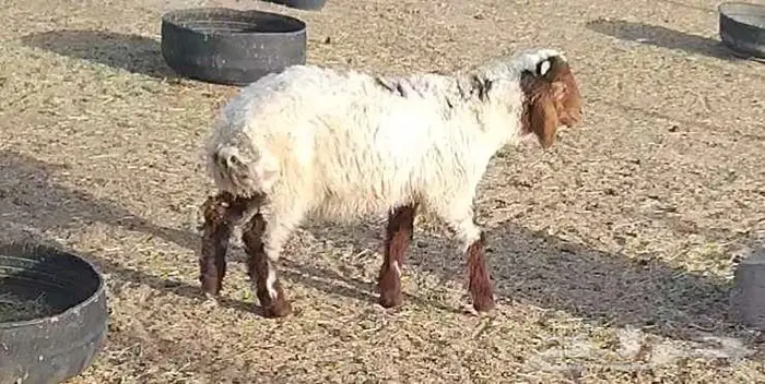 هرافي 34