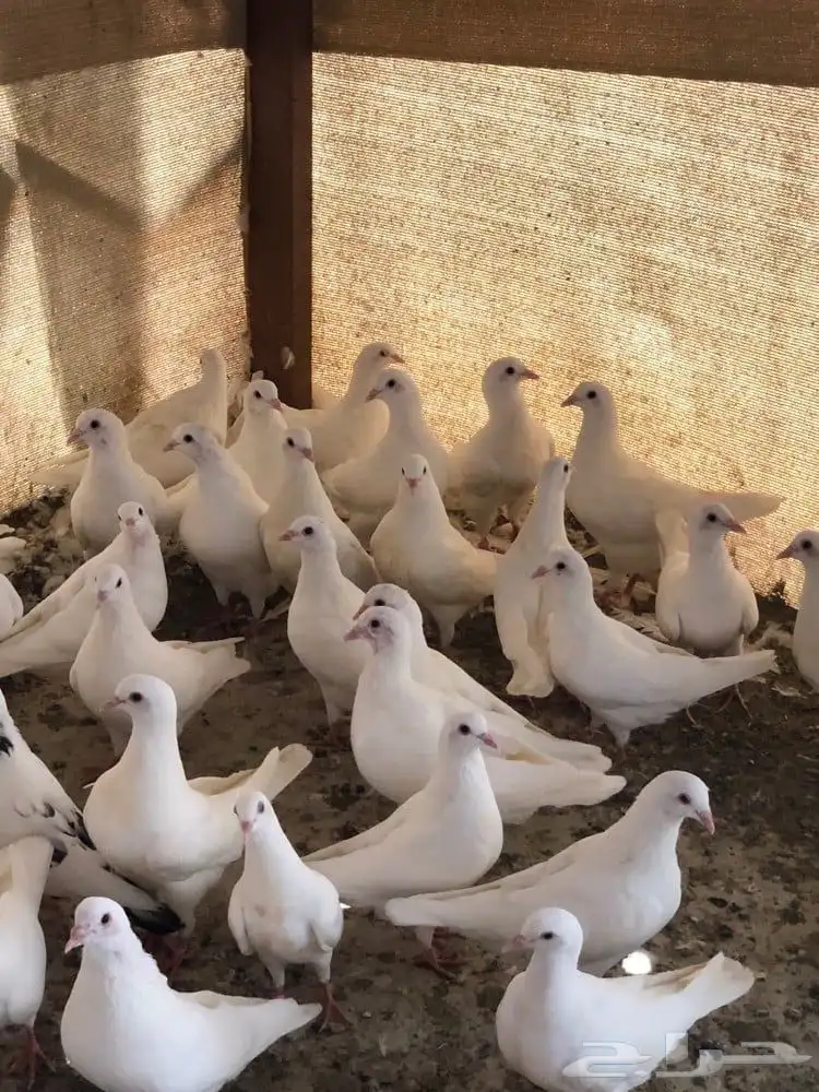 حمام فرنسي 0