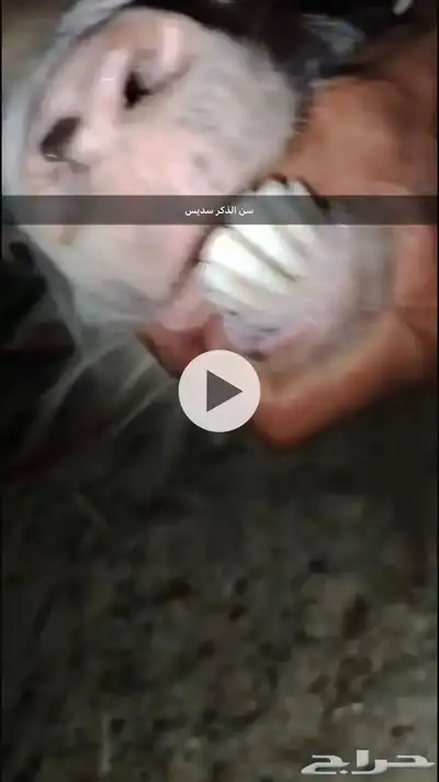 ماعز قزمي شيكي بيور 0