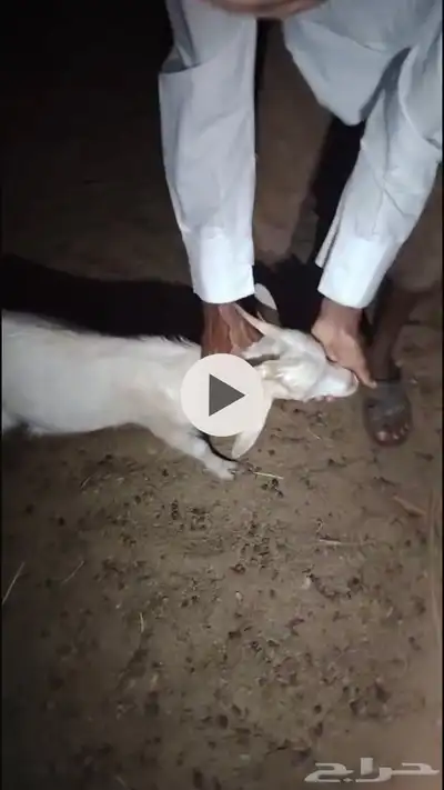 ماعز قزمي شيكي بيور 6