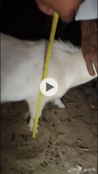 ماعز قزمي شيكي بيور 2