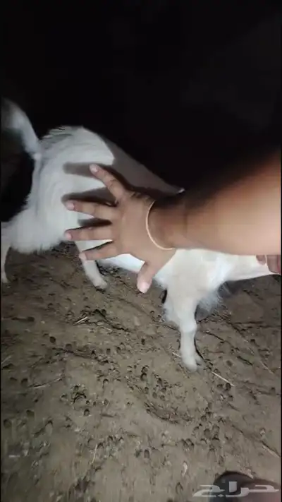 ماعز قزمي شيكي بيور 4