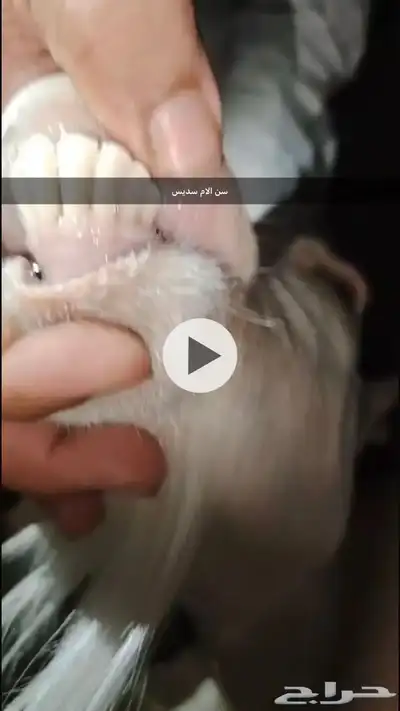 ماعز قزمي شيكي بيور 1