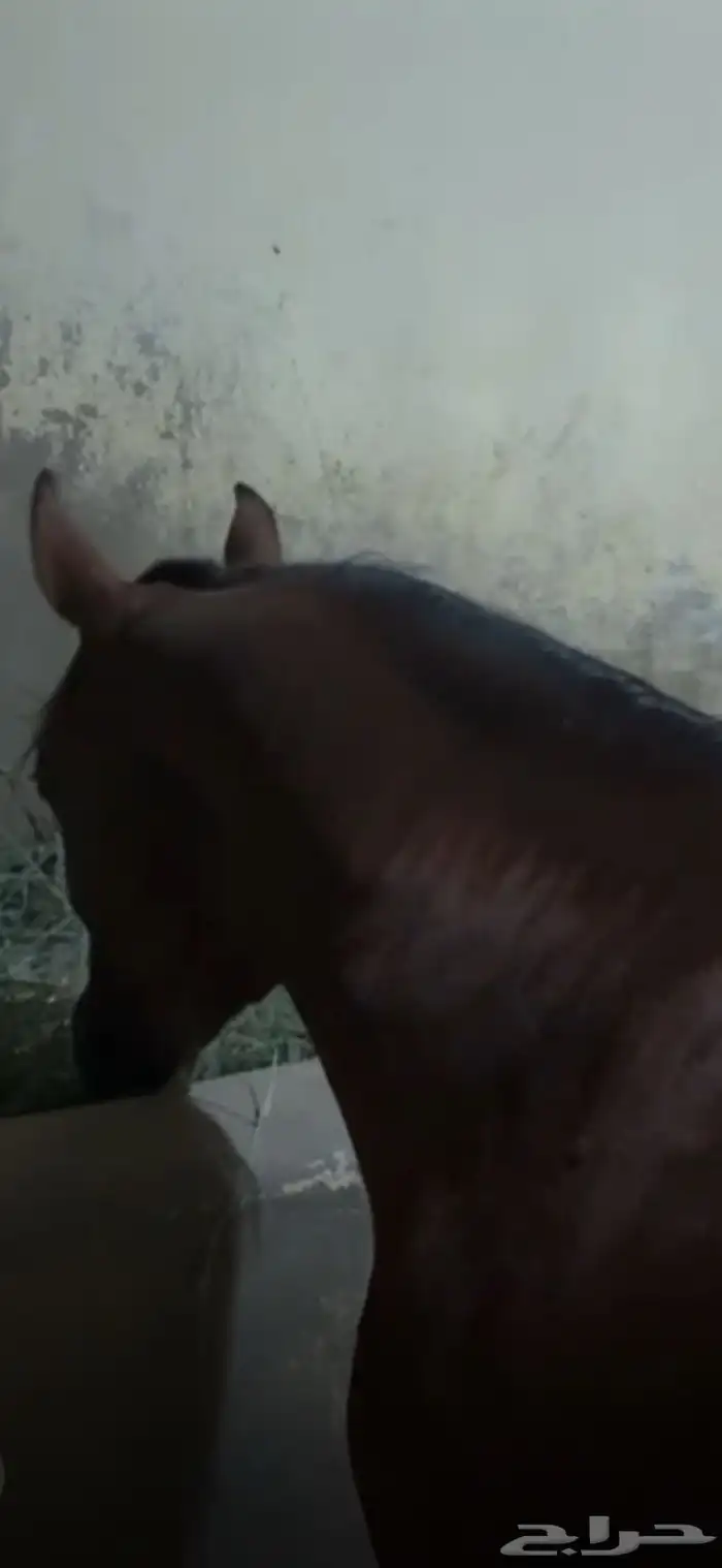 مهر عربي حفيد (فادي الشقب) 0